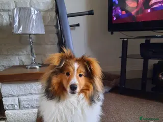 Shetland Sheepdog dogs KC REGISTERED LITTER OF SHETLAND SHEEPDOG PUPPIES - Advert 2