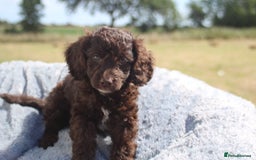 Australian Labradoodle dogs for sale: 🧡💚💙Last girl available, fully health test💙💚🧡 - Image 25