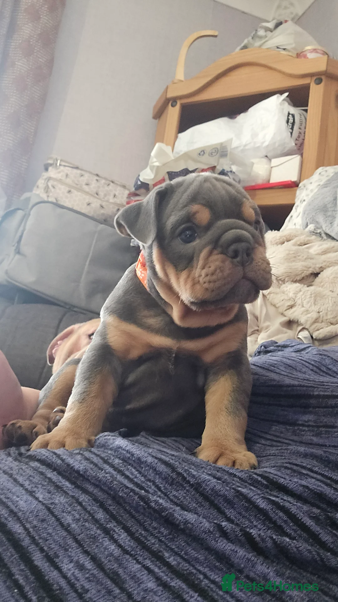 Mixed Breed dogs for sale: New england bulldogs  - Advert 1