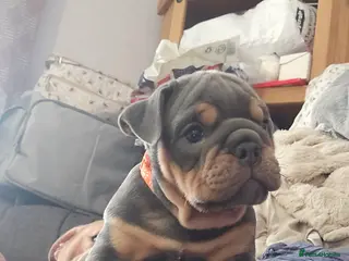 Mixed Breed dogs New england bulldogs - Advert 1