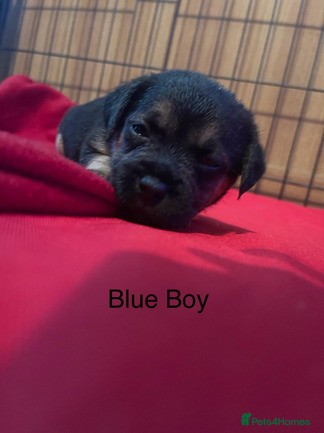 Border Terrier dogs for sale: Border Terrier Pups - Advert 5
