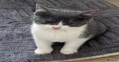 British Shorthair cats - Advert 11