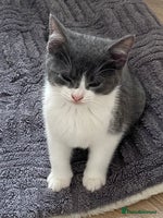 British Shorthair cats - Advert 11