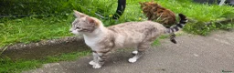 Bengal cats for sale: Beautiful Purebred Bengal Kittens Ready Soon - Advert 6