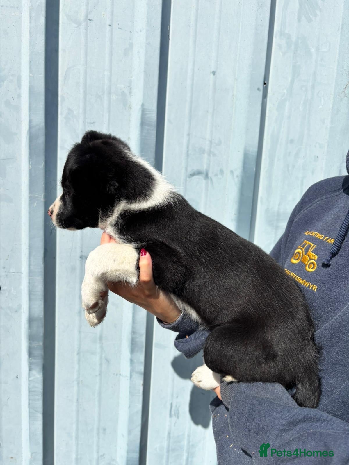 Border Collie dogs One Girl Left 🩷 - Advert 2