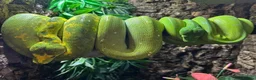 Snake reptiles for sale: UKCBB Green Tree Pythons - Advert 4