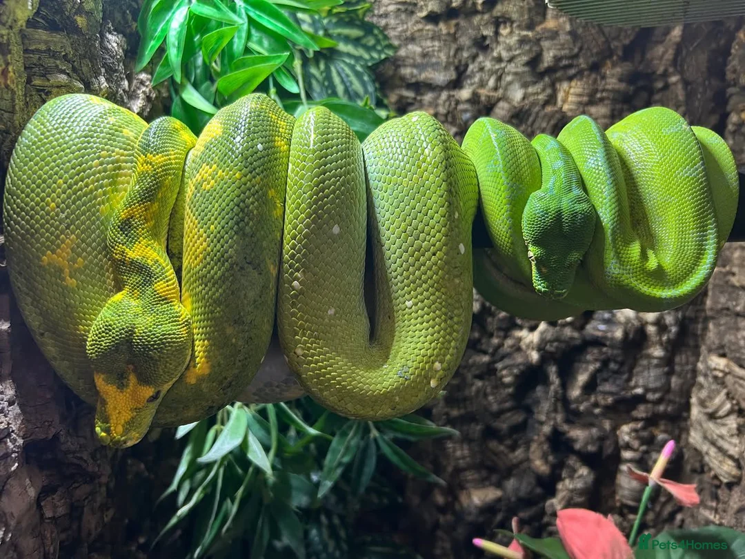 Snake reptiles for sale: UKCBB Green Tree Pythons - Advert 4