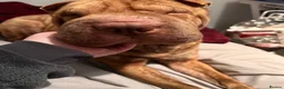 Shar Pei dogs for sale: Female for rehome  - Advert 5