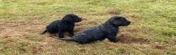 Russian Black Terrier dogs for sale: Russian Black Terrier Pups for Sale - Advert 5