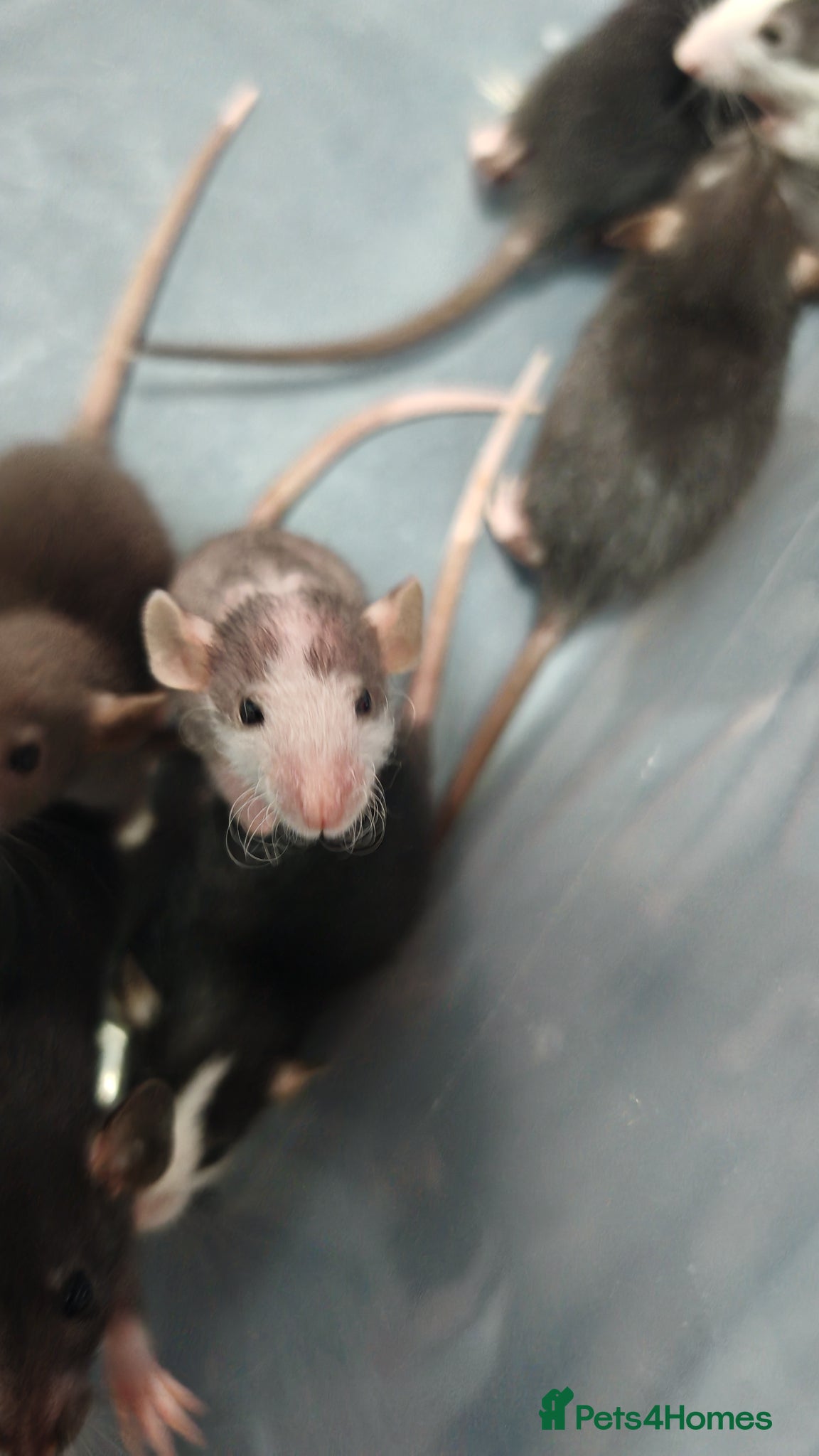 Rat rodents Gorgeous fancy dumbo rats - Advert 3