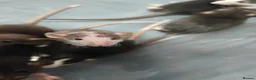 Rat rodents for sale: Gorgeous fancy dumbo rats - Advert 1