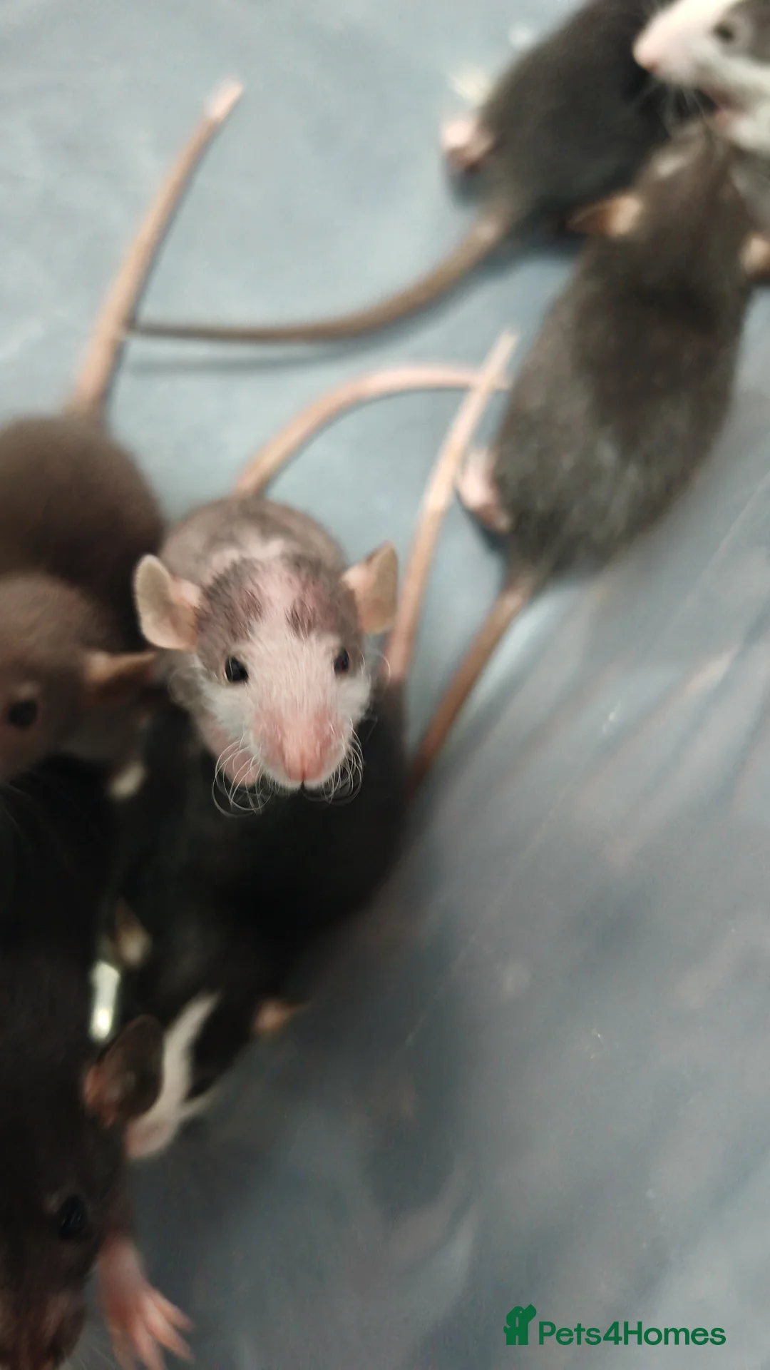 Rat rodents for sale: Gorgeous fancy dumbo rats - Advert 1