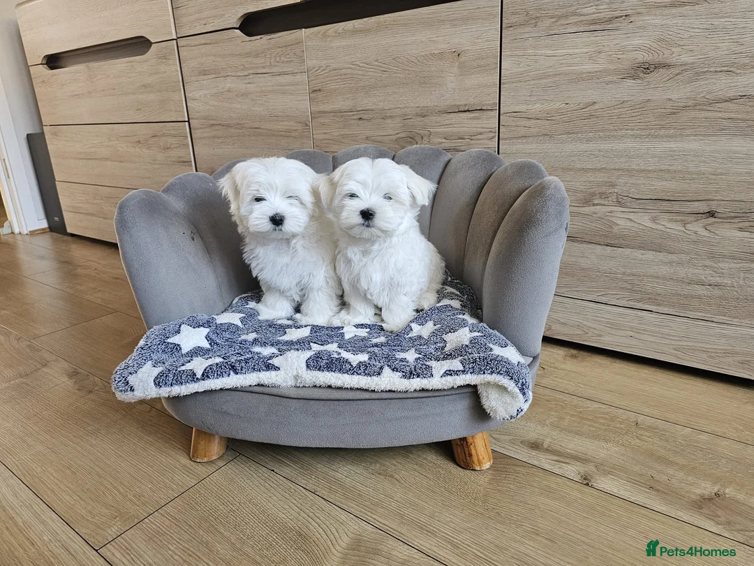 Maltese dogs for sale: Korean Maltese Puppies Available  - Advert 6