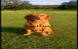 Labrador Retriever dogs for sale: Labrador puppies - Image 8