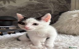 Domestic Shorthair cats for sale: three beautiful male kittens! in Newent - Image 4
