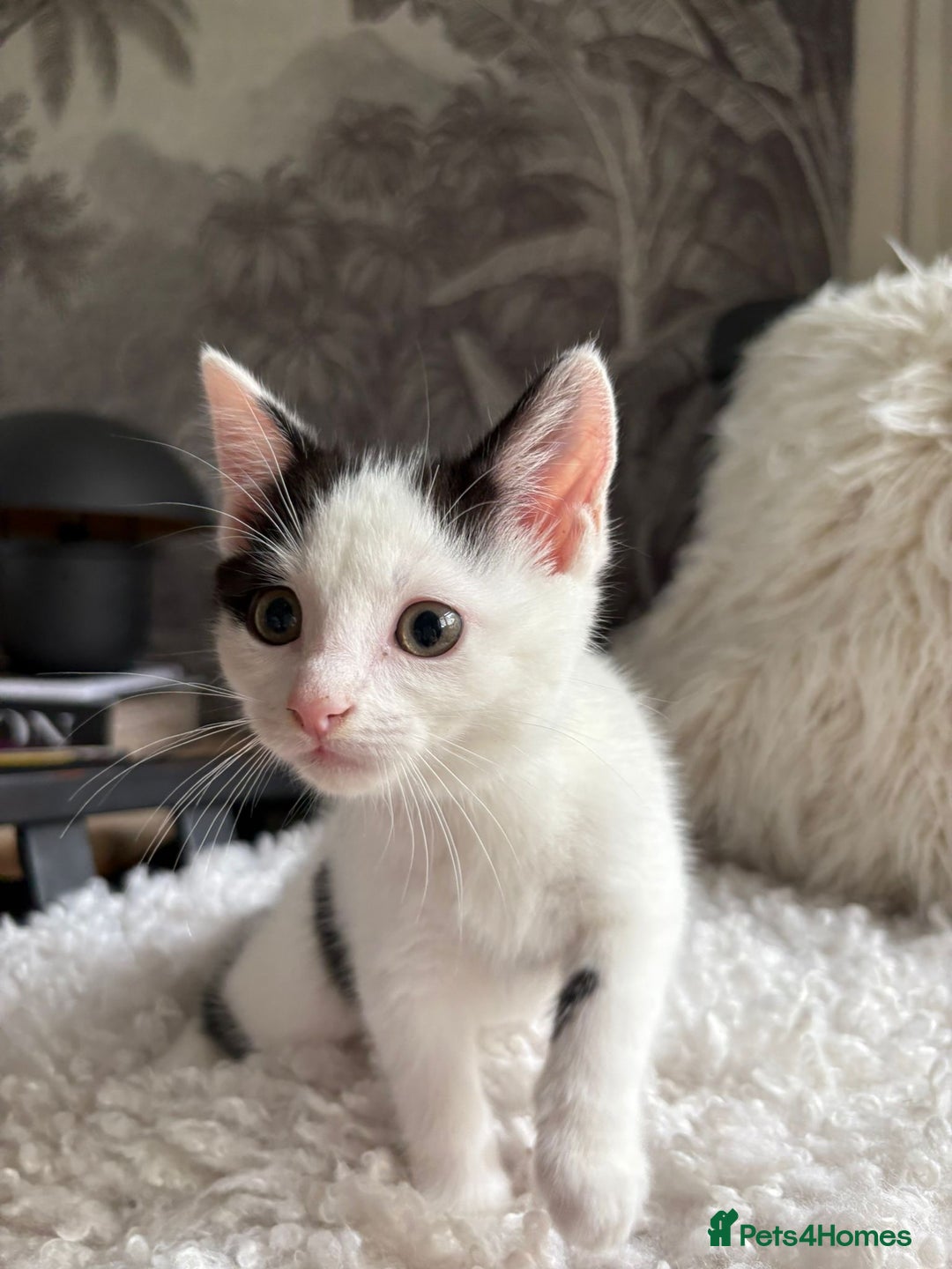 Domestic Shorthair cats for sale: three beautiful male kittens! in Newent - Image 4