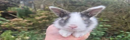 Angora rabbits for sale: ADORABLE ANGORA BABIES-PARENTS IMPORTED 🇫🇷  - Advert 23