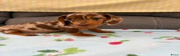 Miniature Dachshund dogs for sale: True miniature dachshund puppies  in Ingatestone - Advert 4