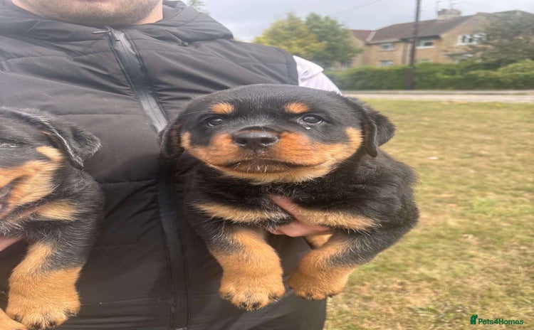 Rottweiler dogs - Advert 1