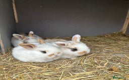 Mini Lop rabbits for sale: Baby bunnies  - Advert 16