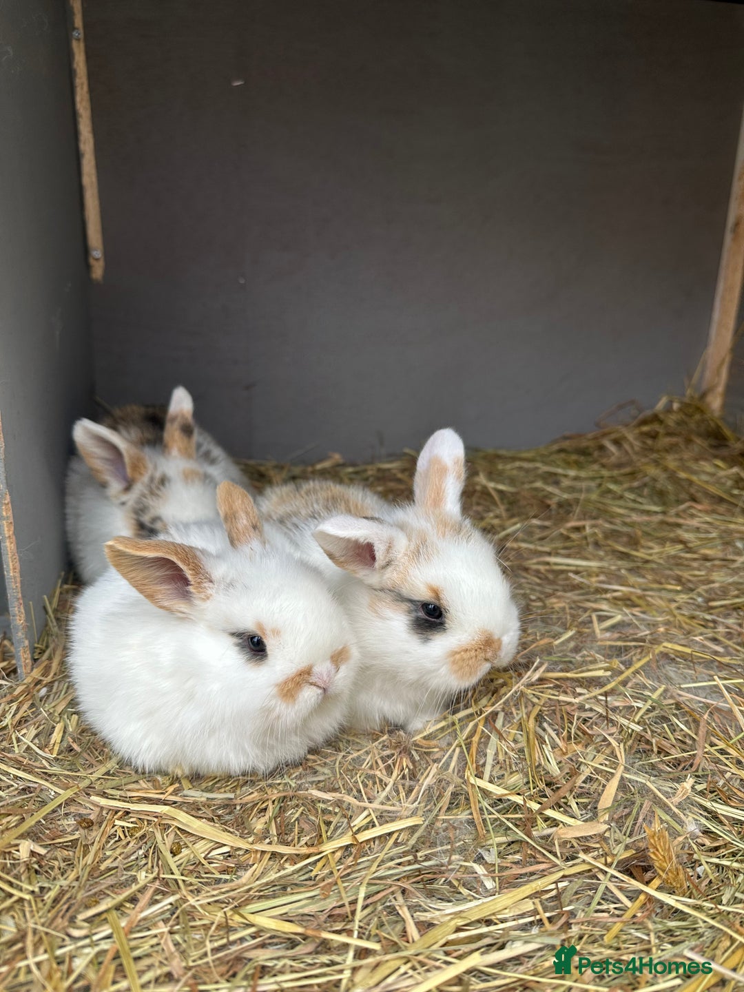 Mini Lop rabbits for sale: Baby bunnies  - Advert 16