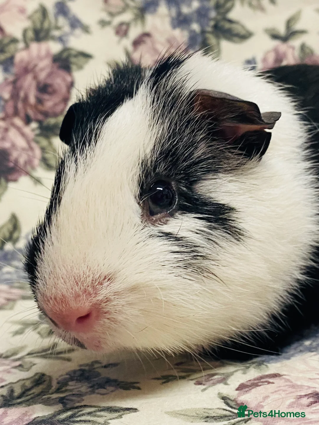 Guinea Pig rodents for sale: Pretty mix of male guineapig babies and youngsters - Advert 5
