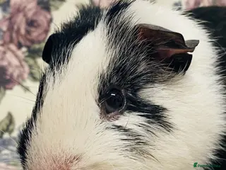 Guinea Pig rodents Pretty mix of male guineapig babies and youngsters - Advert 5