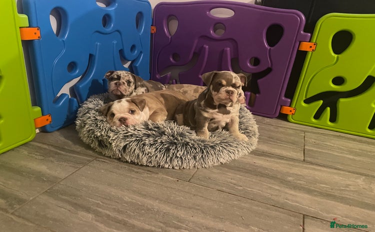 English Bulldog dogs - Advert 4