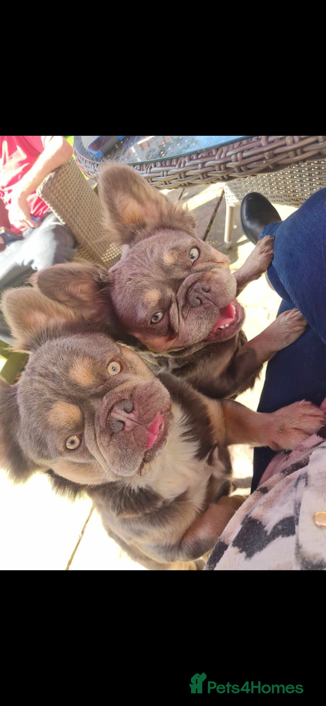 French Bulldog dogs for sale:  🐾Fluffy French Bulldog Isabella&Tan Boys🐾 - Image 9