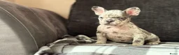 French Bulldog dogs for sale: Beautiful French Bulldog Puppies  - Advert 4