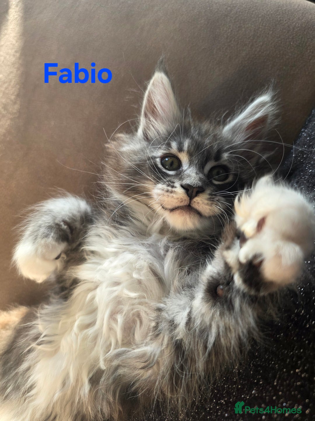 Maine Coon cats for sale: Rare Pure Breed Mainecoon Kitten - Advert 18