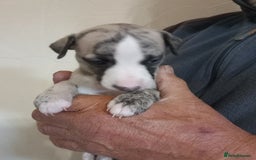 Whippet dogs for sale: Top Class Whippet Puppies bred from Champions - Image 17