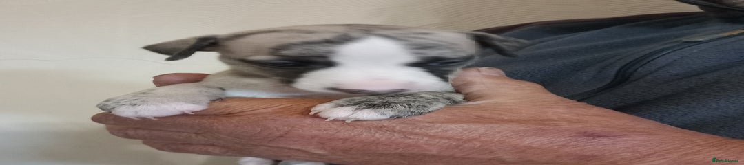 Beau