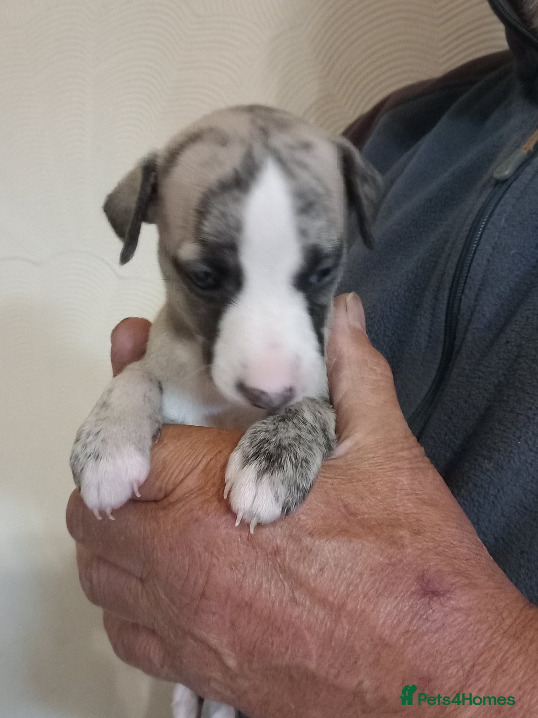 Whippet dogs for sale: Top Class Whippet Puppies bred from Champions - Image 17