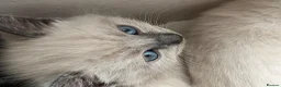 Russian Blue cats for sale: 🐾 Russian Blue Kittens – 5 Beautiful Females 🐾 - Advert 2