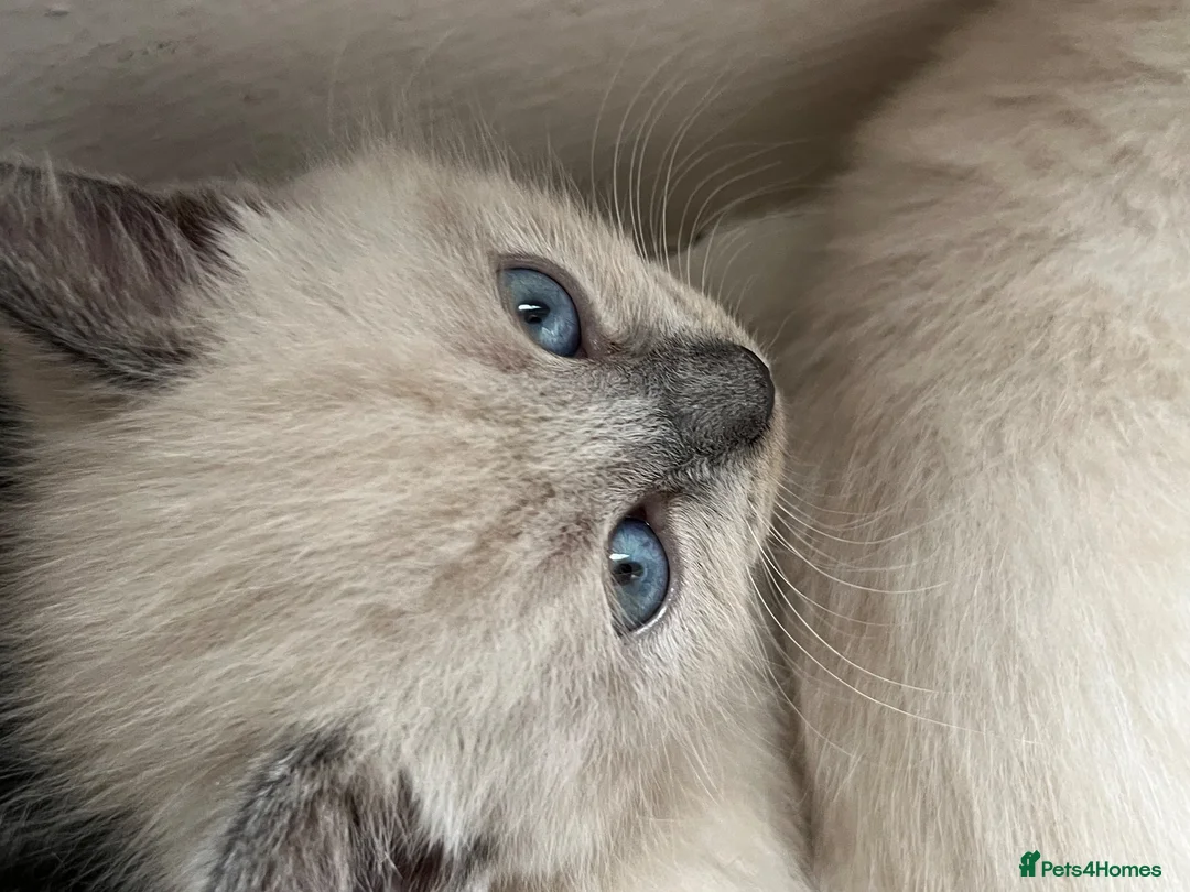 Russian Blue cats for sale: 🐾 Russian Blue Kittens – 5 Beautiful Females 🐾 - Advert 2