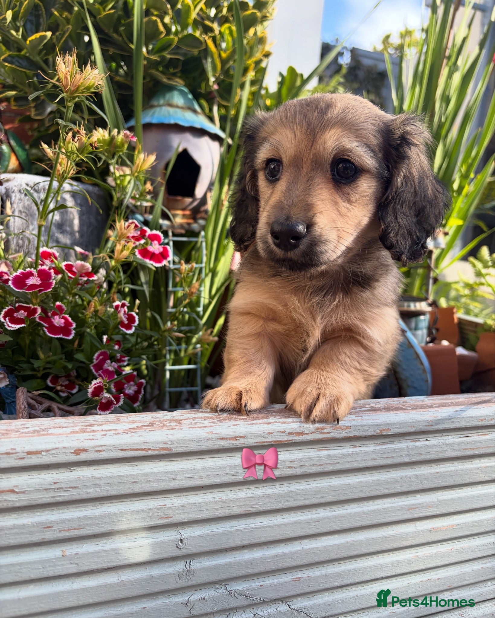 Miniature Dachshund dogs Kennel club registered mini LH Daschunds  - Advert 1