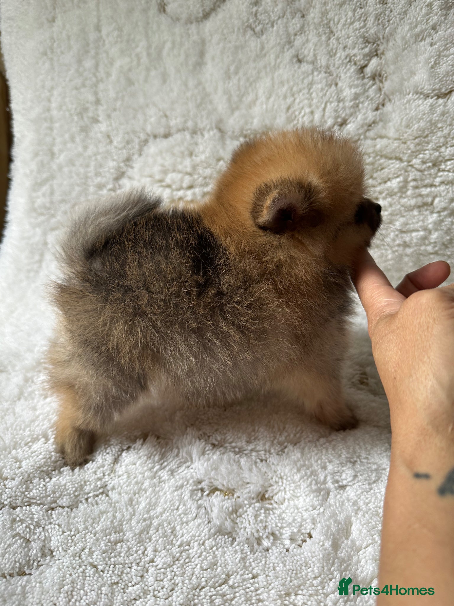 Pomeranian dogs for sale: Russian/Taiwan Pomeranian puppies in Wolverhampton - Advert 4