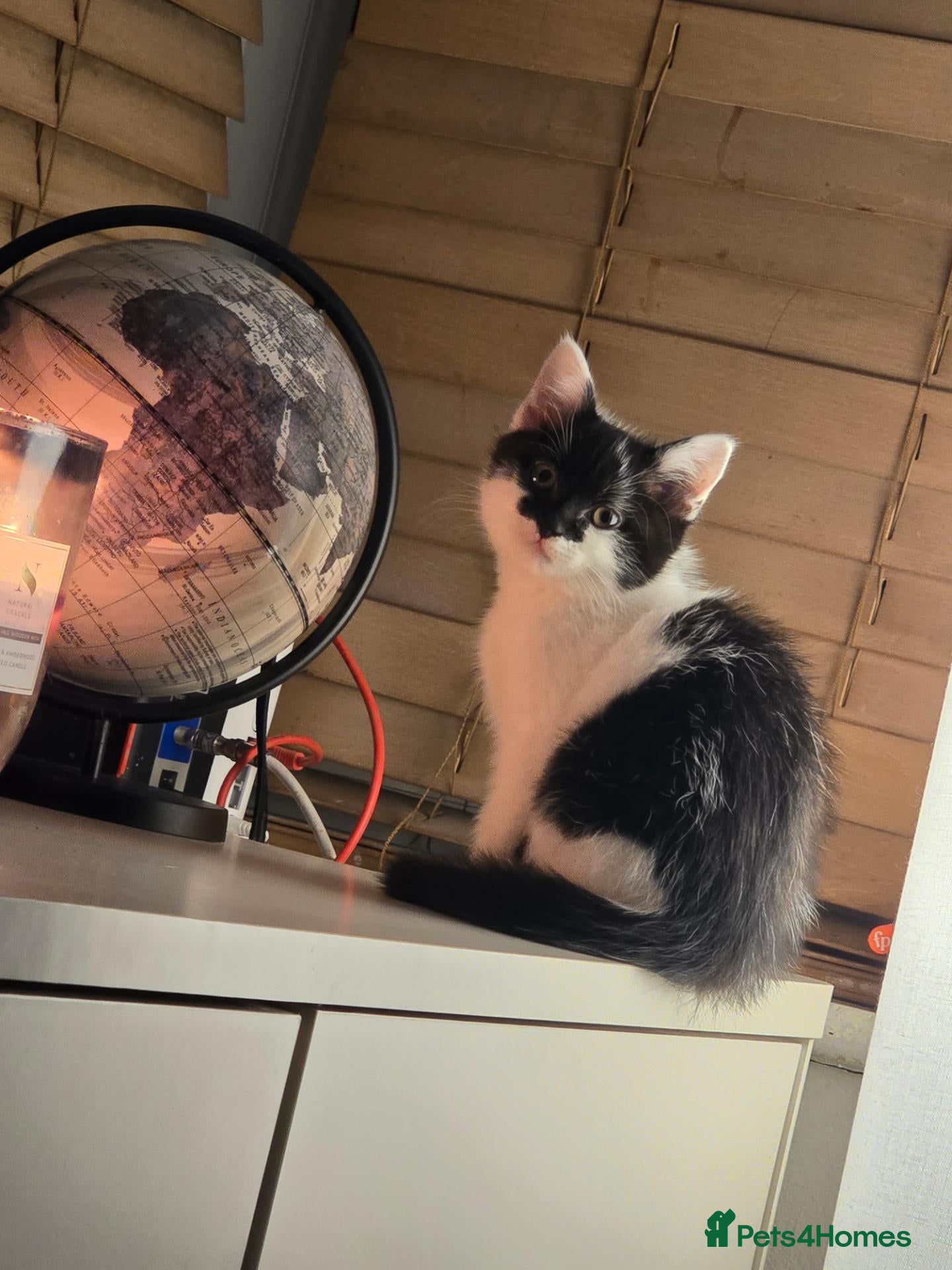 Mixed Breed cats Very soft, fluffy, sociable kittens - Advert 10
