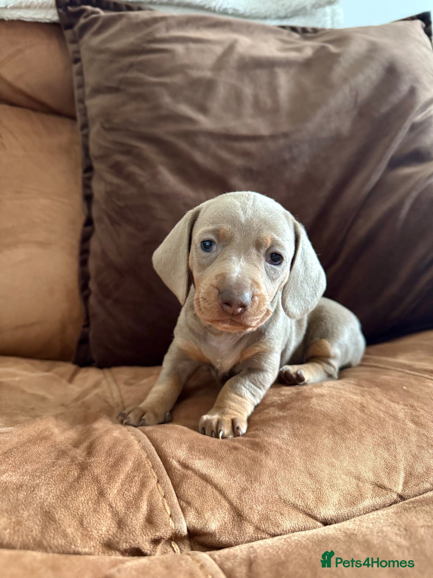 Miniature Dachshund dogs Amazing Pure Miniature Dachshund for sale!   - Advert 17