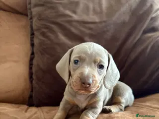 Miniature Dachshund dogs Amazing Pure Miniature Dachshund for sale! - Advert 17