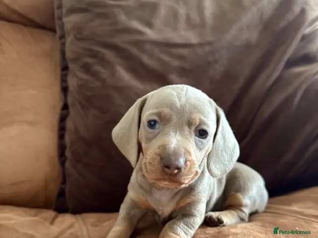 Miniature Dachshund dogs 3 boys Miniature Dachshund for sale! - Advert 5