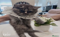 Mixed Breed cats for sale: Mix cat to sell - Image 5