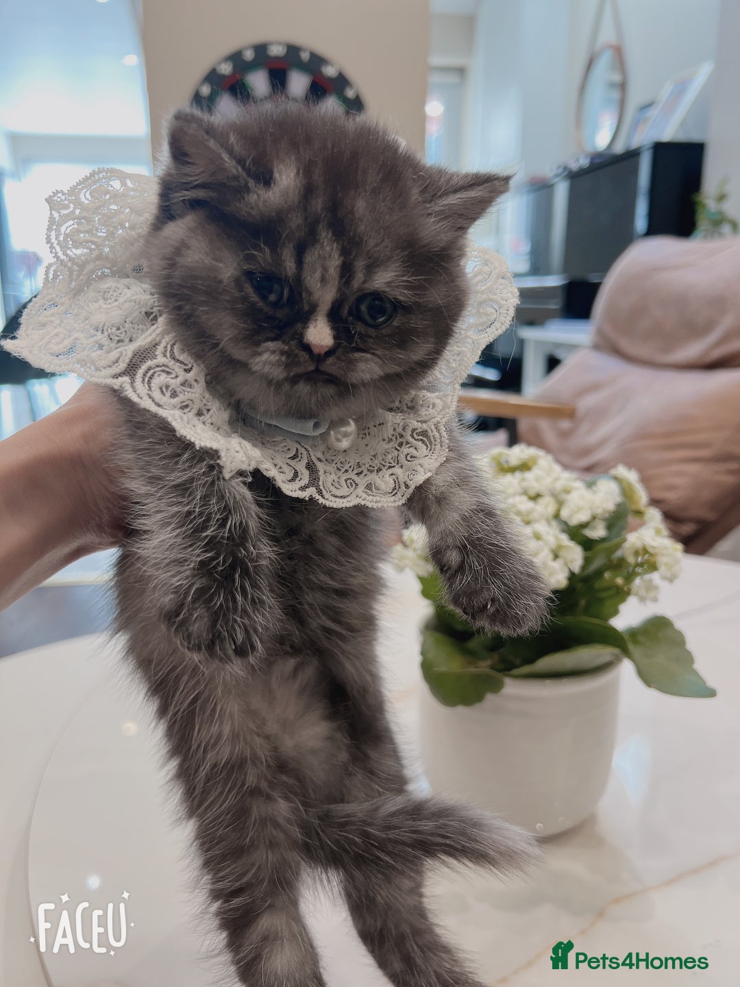 Mixed Breed cats for sale: Mix cat to sell - Image 5