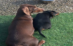 Dachshund dogs for sale: 1 handsome Dachshund Boy left - Advert 1