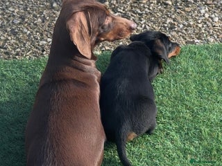 Dachshund dogs 1 handsome Dachshund Boy left - Advert 2