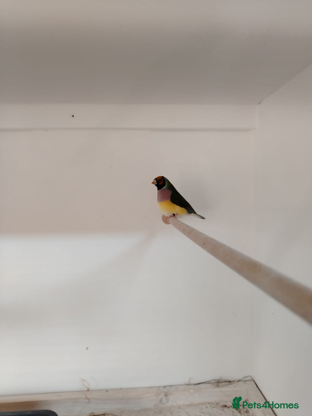 Finches birds for sale: Colourful Gouldian Finches!!! - Advert 9