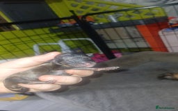 Chorkie dogs for sale: Chihuahua/yourkshire terrier pups - Image 1