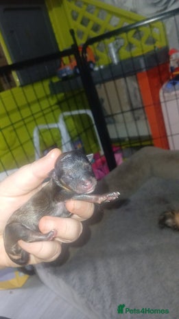 Chorkie dogs - Advert 1