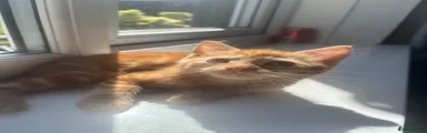 Mixed Breed Kitten 3